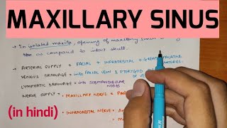 Paranasal Sinuses  2  Maxillary Sinus [upl. by Willis]