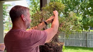 How to Bonsai  Turning Raw Stock to a potted up Bonsai  Ficus Salicaria [upl. by Ettelorahc]