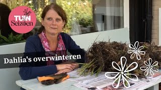 Dahlia’s overwinteren  Tuinseizoen [upl. by Pomcroy774]