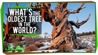 Whats The Oldest Tree in the World [upl. by Lemcke20]