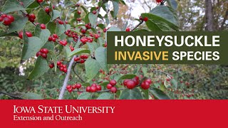 Honeysuckle Invasive Species [upl. by Aihtenyc573]