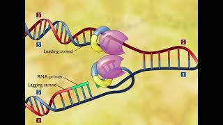 DNA replication  3D [upl. by Chelsea]