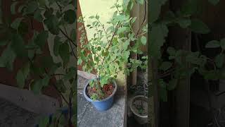 Tulasi kab todni chahieshortvideogovind Singh4444 [upl. by Joela]