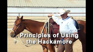 Horse Training Hackamore Bosal Principles  How To Train A Horse Using A Braided Hackamore [upl. by Aiuqcaj]