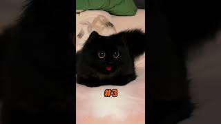 Amazing Facts About Black Cats [upl. by Lehar]