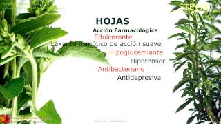 Stevia Propiedades y beneficios Usos medicinales de la Stevia [upl. by Moffat457]