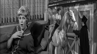 Mister Ed TV Series  The Dark and Tragic Secrets That Will Haunt You [upl. by Hnao]