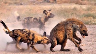 Best 5 Wild Dogs Hunting Moments  2024 MUST SEE [upl. by Eednarb494]