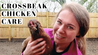 Why Crossbeak Chickens are HIGHLY VALUABLE to Every Flock [upl. by Pudens]