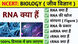 RNA क्या हैं  RNA की संरचना  Full Form of RNA  Function of RNA  Ribose nucleic acid  Biology [upl. by Dewhurst395]