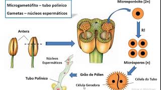 Ciclo de Vida das Angiospermas [upl. by Aicela326]