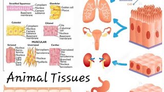 Animal Tissues Epithelial Tissues and Connective Tissues Class 9 Digital Science with Himani [upl. by Macdougall]