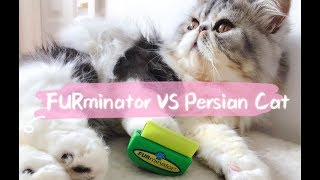 FURminator VS Persian Cat  Long Coat Cat Grooming Routine [upl. by Svensen]