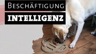 HUND TESTET INTELLIGENZSPIELZEUG  Hundespielzeug selber machen  beschäftigen Beschäftigung [upl. by Habeh]