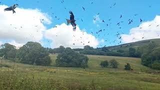 Red Kites Feeding [upl. by Nimajneb77]