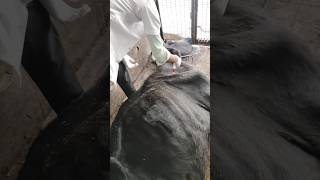 Intra muscular injection Kaise Lagaye veterinary injection vet [upl. by Lancelle]