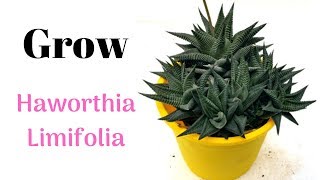 Grow Haworthia Limifolia  Grow From Pups [upl. by Decato77]