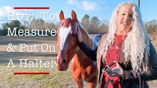 How to Measure a Horse Halter  Jeffers Equine [upl. by Perla]