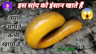 इस सांप को इंसान खाते हैं 🐍 Eel fish 😱 अंधावा सांप viralvideo gopallifevlog snake [upl. by Shira]