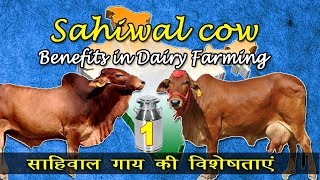 Sahiwal cow and its Benefits in Dairy Farming साहिवाल गाय की विशेषताएं  Nuteq Entertainment [upl. by Melicent]