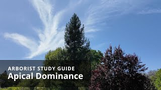 Apical dominance  Tree Biology [upl. by Yztim]