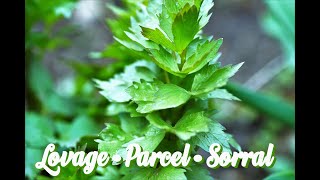 Lovage Parcel and Sorrel at Lavender Fields Herb Farm [upl. by Benton608]