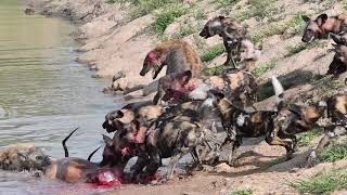 INCREDIBLE Showdown between Wild Dogs amp Hyenas  The Virtual Safari 143 [upl. by Beatrix]