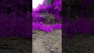 Purple leaf and trees 🌴💜💯✨new viraltattoo video shorts love purple leaf [upl. by Terrence214]