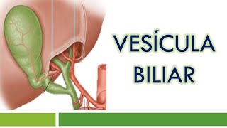 HISTOLOGÍA de la VESÍCULA BILIAR [upl. by Schmidt892]