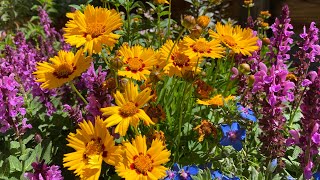 Full sun flowers for a patio bed and containers in zone 9 [upl. by Ayekan]