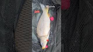 Shorts Big Carps CarpArts fishhobo shorts viral [upl. by Johny]