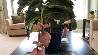 Medinilla Magnifica  Update and Flowering [upl. by Enytsuj910]