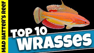 Top 10 Reef Safe Wrasse [upl. by Arymas631]