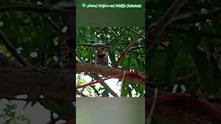 Woodpecker bird avifauna caribbean caymanislands [upl. by Eide]