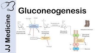 Gluconeogenesis Pathway Overview Enzymes CoFactors and Precursors [upl. by Blayne]