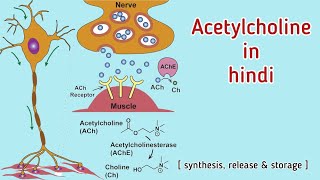 Acetylcholine in hindi  Release storage synthesis of Ach  Tarang Academy [upl. by Zap]