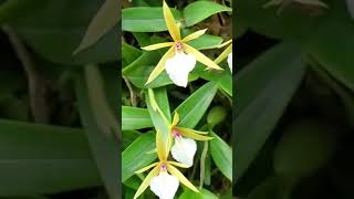 Amazing Orchids of JAMAICA  Care Tips [upl. by Camilo]