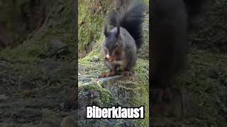 Eichhörnchen und die Erdnuss nature Eichhörnchen  nuß Nüsse  Tiere eichhörnchenwaldshorts [upl. by Noissap]