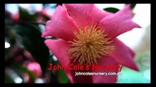 John Coles Nursery  Camellia Sasanqua Specialists [upl. by Akinna]