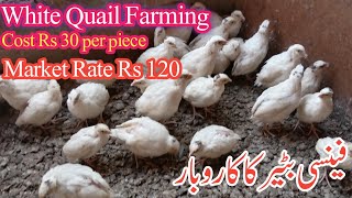 White Quail Farming In Pakistan  Fancy Quail Farming Info [upl. by Gant]