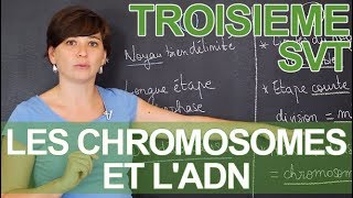 Les chromosomes et lADN  observations microscopiques  SVT  3e  les Bons Profs [upl. by Greyson744]