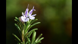 Insight Herbalism meeting Rosemary as incense [upl. by Aivatnahs362]