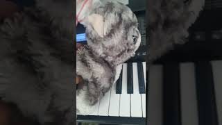 ikea cat plush playing piano [upl. by Assetak576]