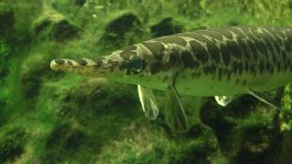 Spotted Gar Lepisosteus oculatus  Gefleckter Knochenhecht [upl. by Yenettirb195]