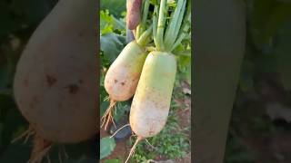 Harvesting radishes farming asmr [upl. by Schulz]