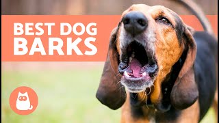 BEST Videos of DOGS BARKING REALLY LOUD 🐶🔊 Very Funny Dog Barking Comp [upl. by Nhguaval]