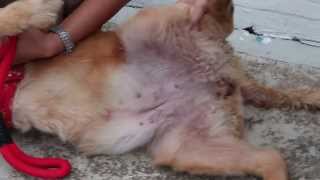 A Golden Retriever has Lyme Disease Jan 20 2014 7 pm [upl. by Corel]