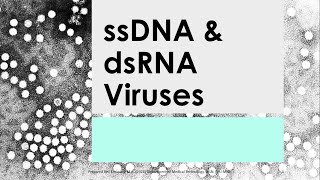 Basic Clinical Virology 04  ssDNA dsRNA VIRUSES Mahon 7th ed [upl. by Dekow514]