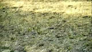 Antelope on Steens Mountain in southeastern Oregon [upl. by Ecnarf]