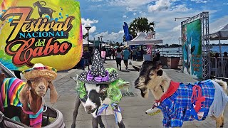 Cataño Puerto Rico National Goat Festival  Festival Nacional de Cabro [upl. by Nicolette]